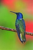 White-necked Jacobinborder=